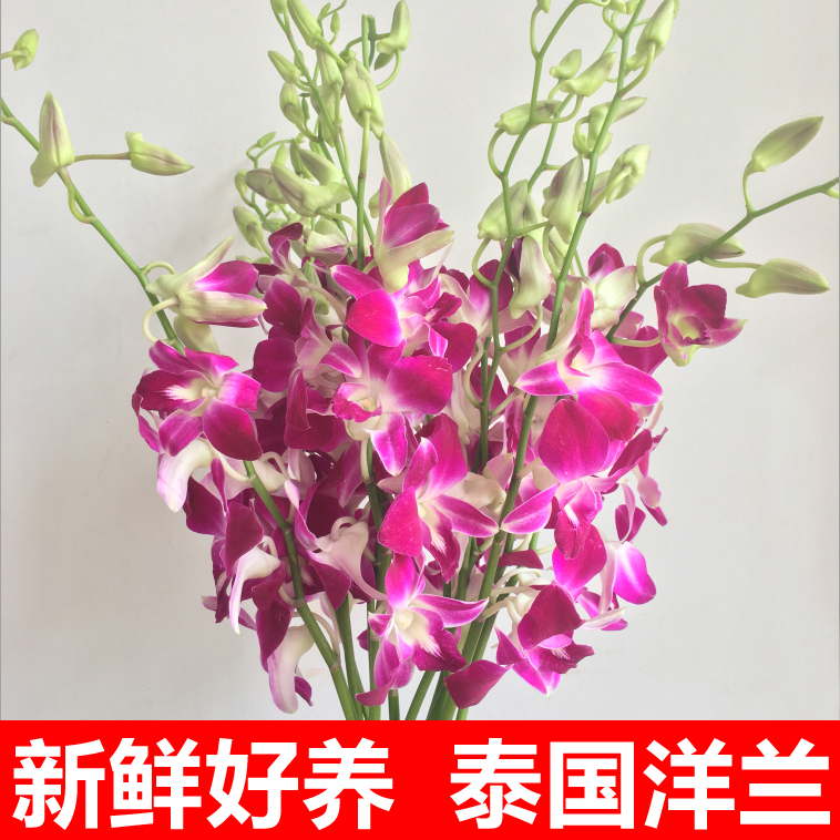 泰国洋兰花鲜花花束云南昆明基地直发速递同城配送生日家用妇女节