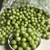 新鮮油柑子油甘果新鮮水果當季現摘現發 大個多汁孕婦水果500g 新鮮油柑子油甘果新鮮水果當季現摘現發 大個多汁孕婦水果500g