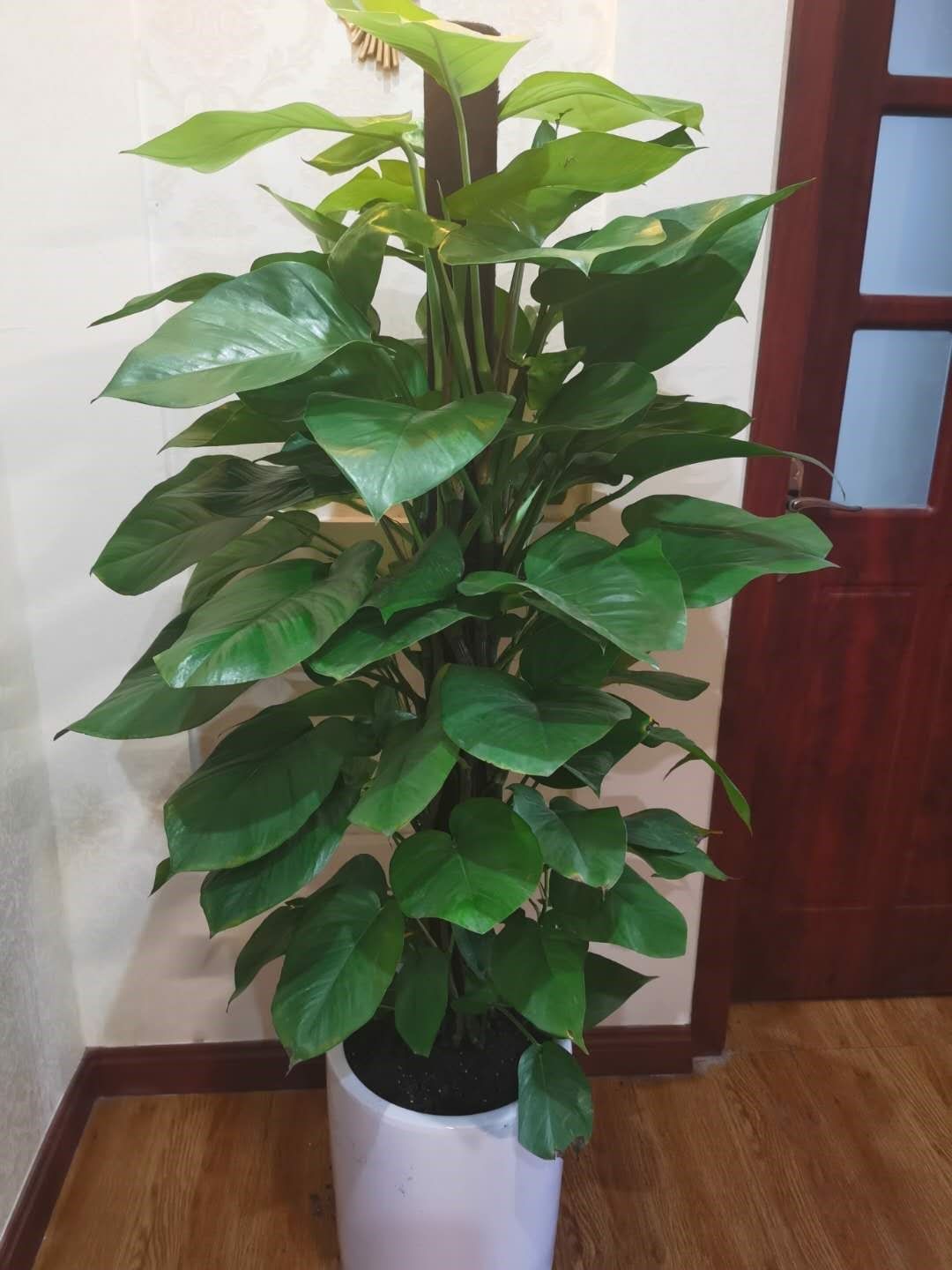 绿植大叶绿萝柱盆栽室内大型绿植客厅办公室乔迁新居攀爬植物