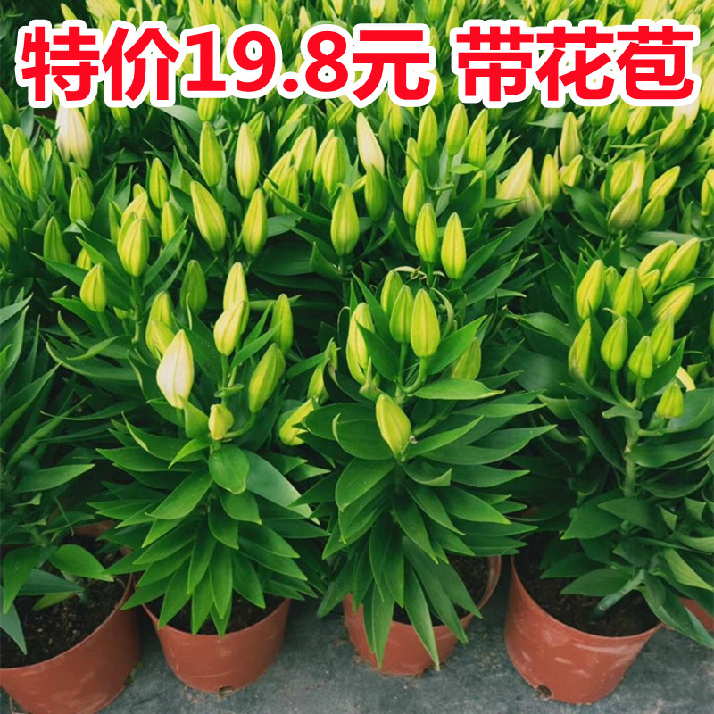 香水百合花盆栽法国带花苞开花带清香味重瓣庭院室内客厅花卉观花|ruв категории семья/личные чистящие средства, домашнюю работу/слово уборка посуды, 一次性围裙 - от Buy2taobao.com для оказания профессиональной услуги покупки агента Taobao