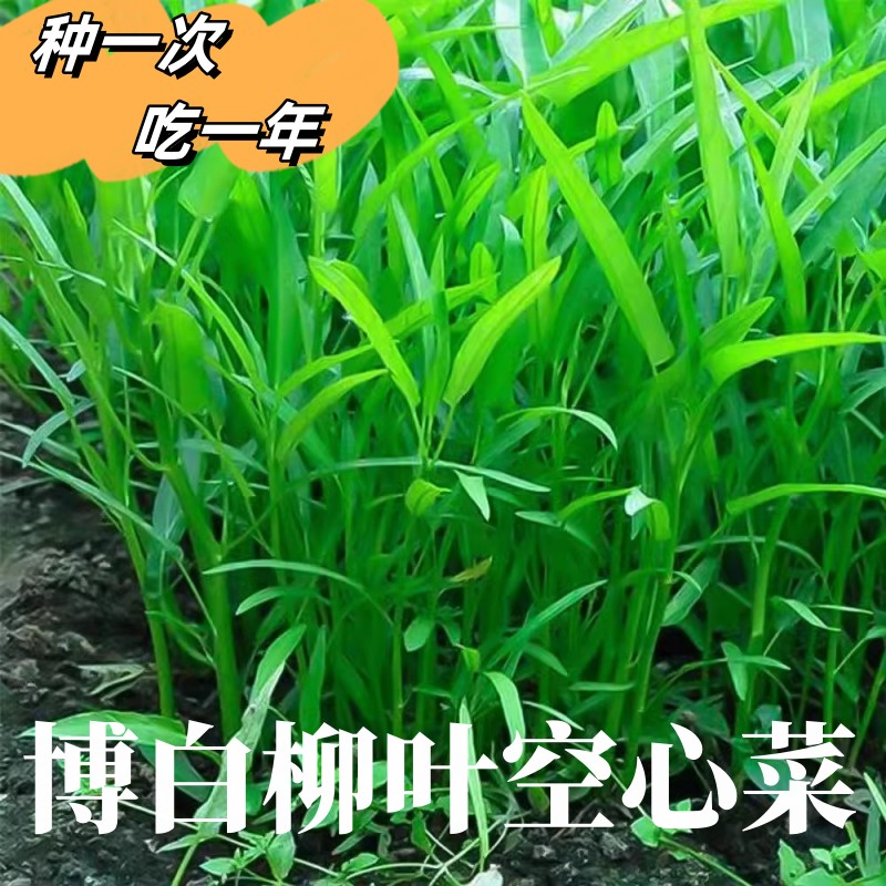 正宗博白空心菜种子柳叶青白梗小叶通心菜籽四季盆栽阳台蔬菜种籽