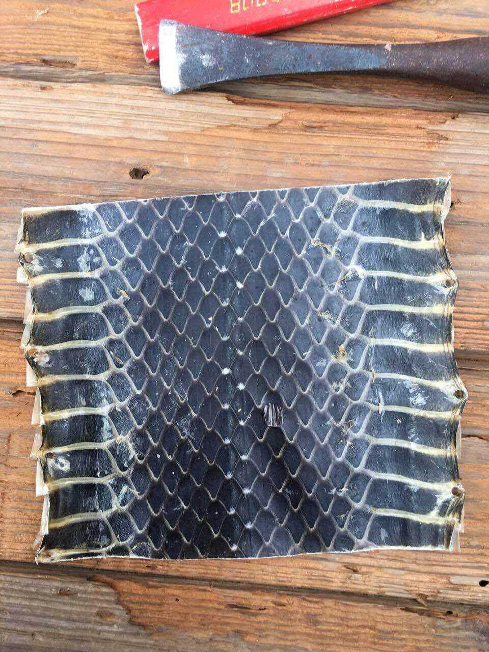 高档新鲜乌梢蛇皮中断或以上单块京胡越胡二胡四弦蛇皮蒙皮材料带