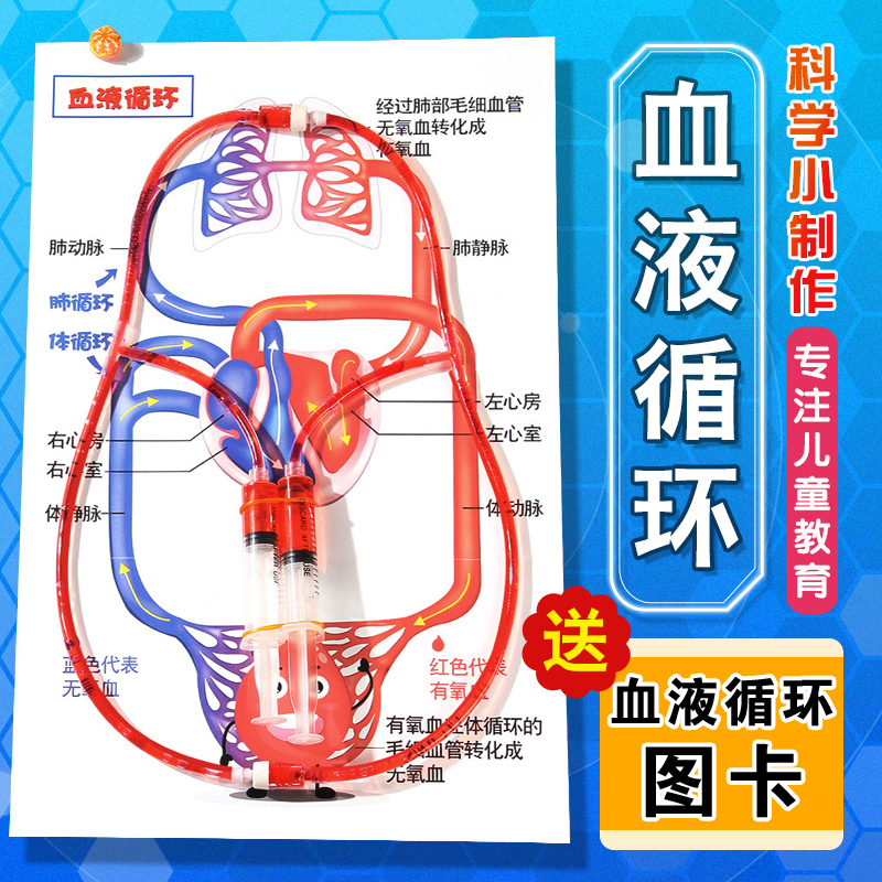 儿童认识人体器官血液循环模型初中小学生生物知识医学小实验器材