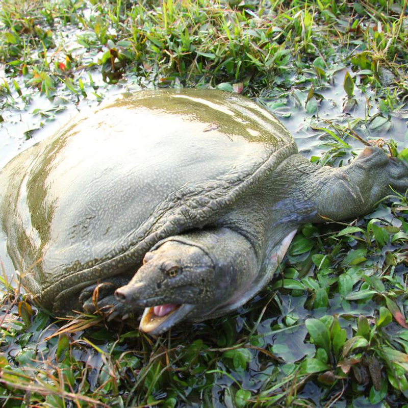 外塘大甲鱼中华清水鳖活体鲜活特价一斤包邮活鱼活鳖滋补营养特价