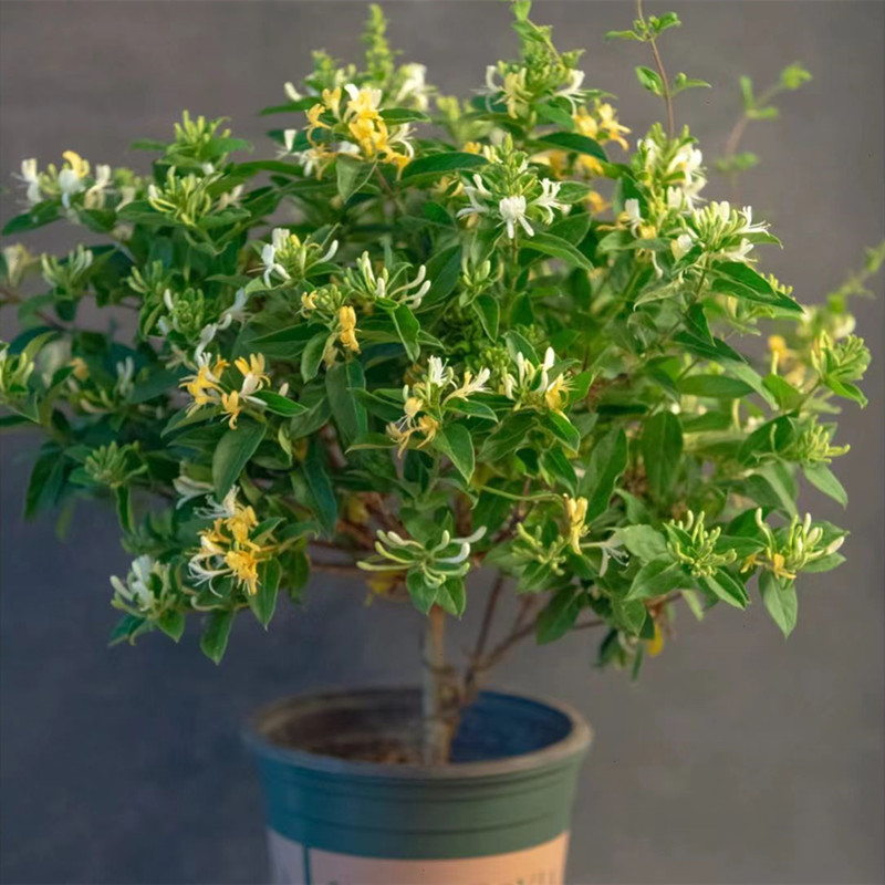 耐寒金银花盆地栽爬藤植物鸳鸯藤多季浓香黄白红盆景老桩阳台庭院