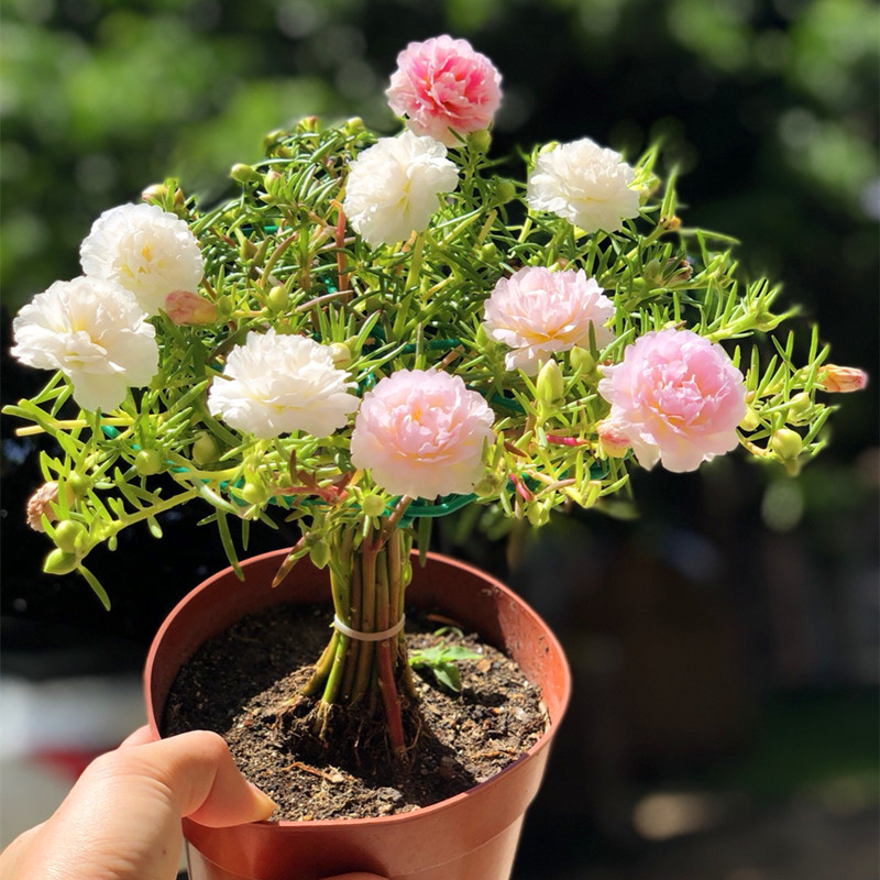 太阳花苗棒棒糖夏秋开花带根带花苞枝条耐热植物盆栽花卉重瓣混色