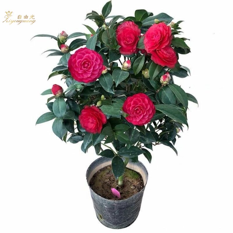 赤丹茶花树苗耐寒耐热室内花卉盆栽植物四季绿植室外庭院阳台花苗