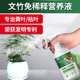 文竹专用肥文竹营养液一喷绿免稀释文竹营养液治黄叶