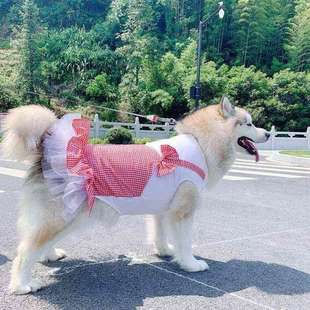 狗狗衣服中型犬30斤夏季薄款阿拉斯加金毛萨摩耶大型犬蕾丝公主裙