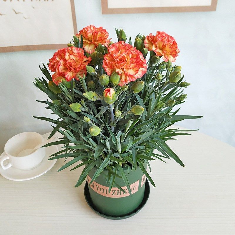 康乃馨盆栽带花苞大花多头四季开花室内阳台好养花卉易活鲜花苗