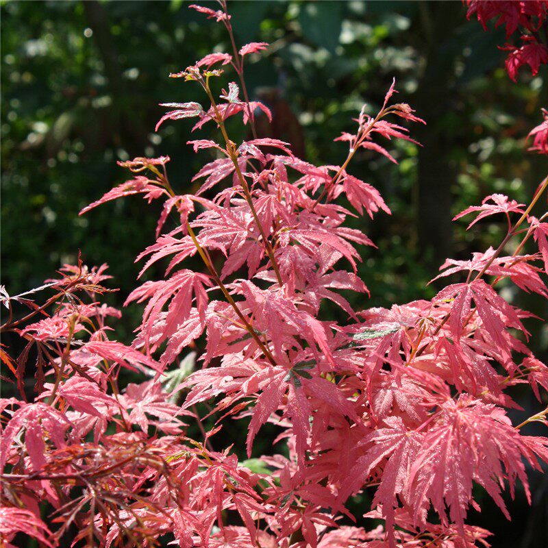 泰勒枫树 粉红色系 红枫树苗 阳台盆栽绿植 日本枫树苗