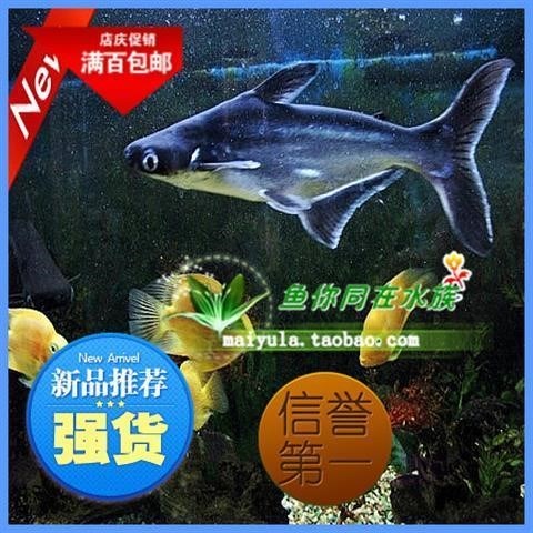 鲨鱼观赏鱼红尾黑鲨鲨鱼苗大白鲨集锦观赏鱼小型淡水好养鲨鱼宠物