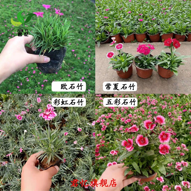 欧石竹草坪苗常夏五彩石竹花苗带花苞卉四季开康乃馨盆栽植物阳台