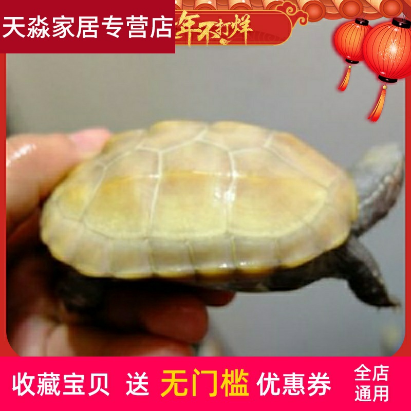 白玉龟活物中华草龟白化金线草龟金线龟宠物龟变异小乌龟活体大