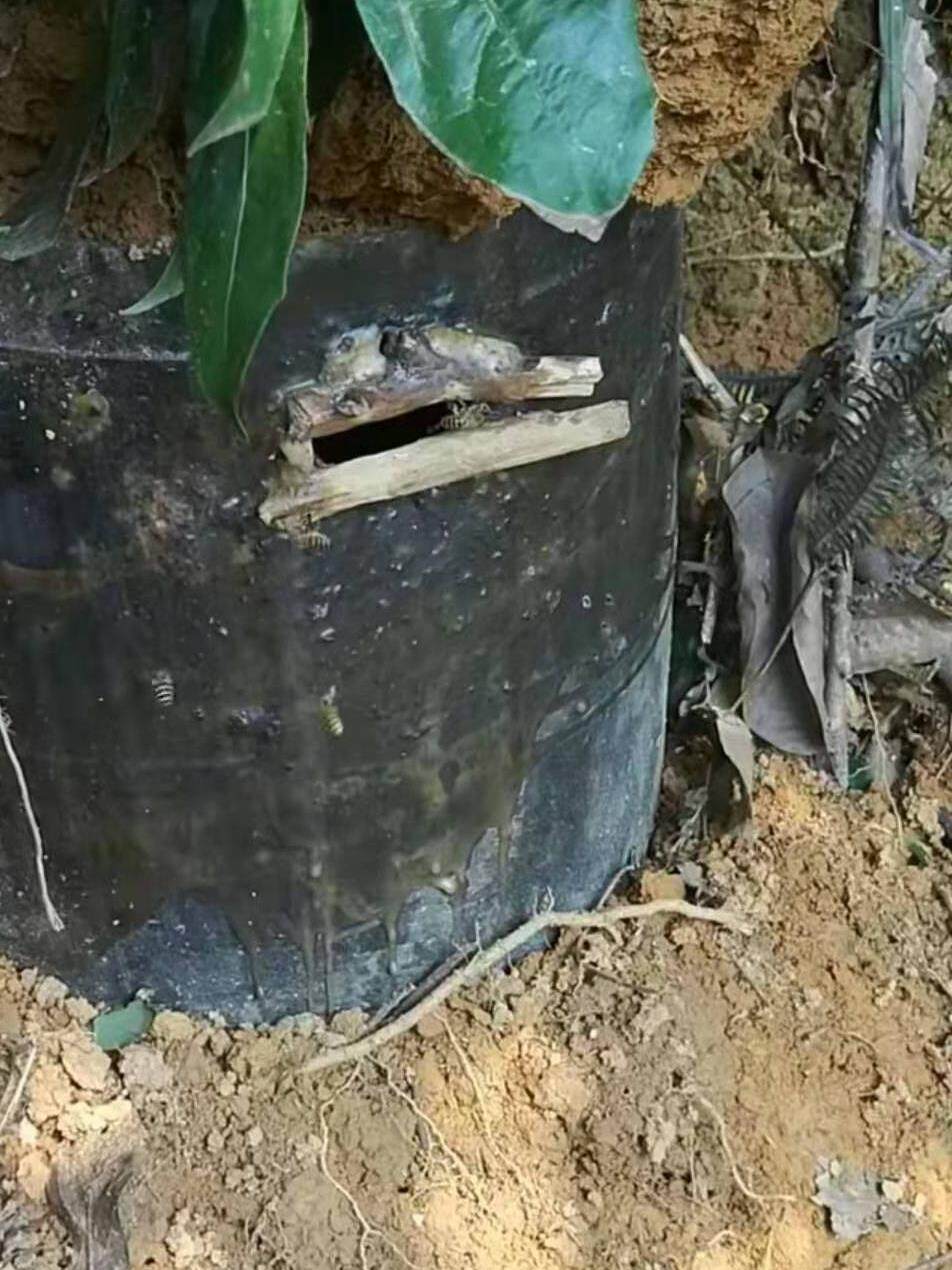 诱蜂桶黑色塑料蜂箱招蜂水桶诱蜂蜡野外捕蜂器土蜂野蜂专用收蜂笼