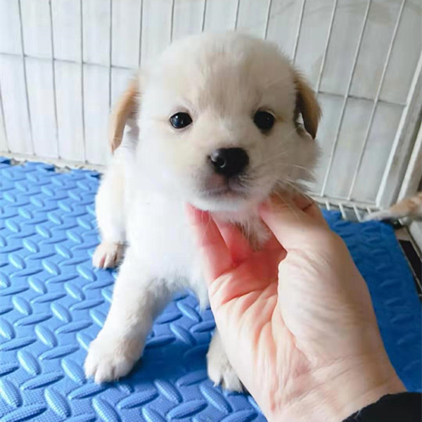 宠物/宠物食品及用品  69 狗狗 69 中华田园犬活体土狗家狗幼犬
