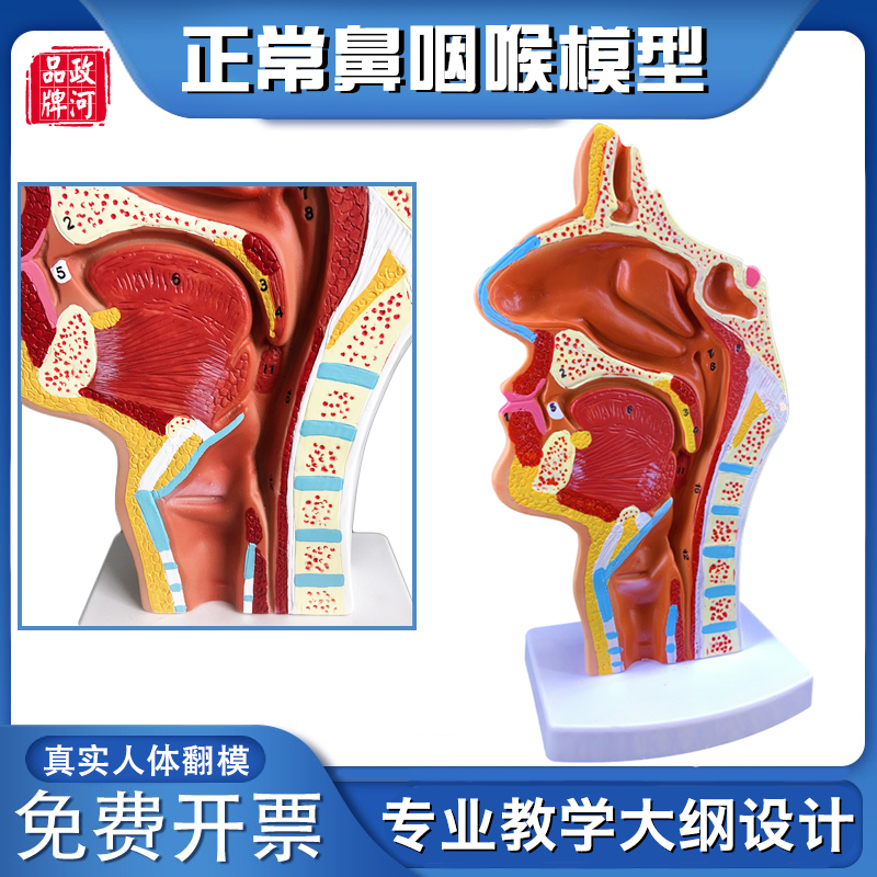 喉部模型及解说图片