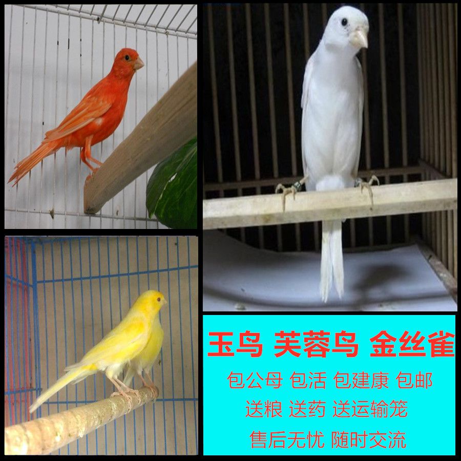 特价宠物鸟芙蓉鸟