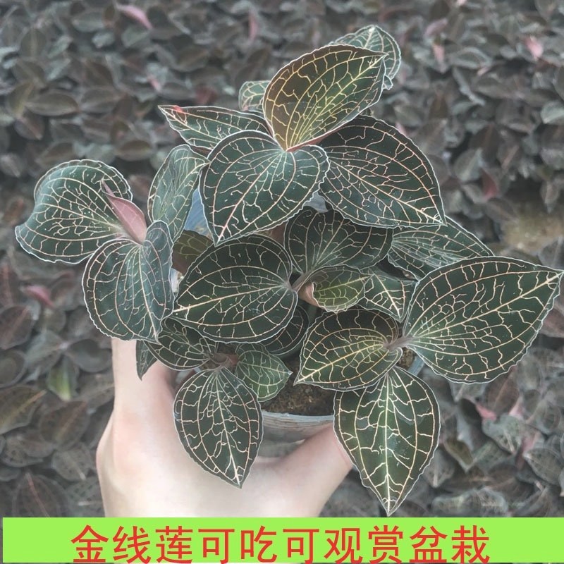 金线莲鲜品仿野生种金线莲苗铁皮石斛盆栽绿植花卉