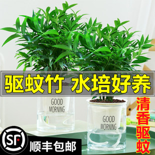 驱蚊竹柏盆栽驱蚊草水培植物富贵竹花卉室内四季常青绿植水养植物