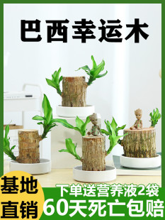 巴西木水养幸运木开花绿植室内盆栽水培植物格鲁特小树人四季带芽