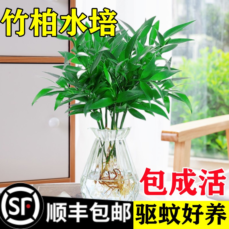 驱蚊竹柏水培植物室内水养绿植花卉盆