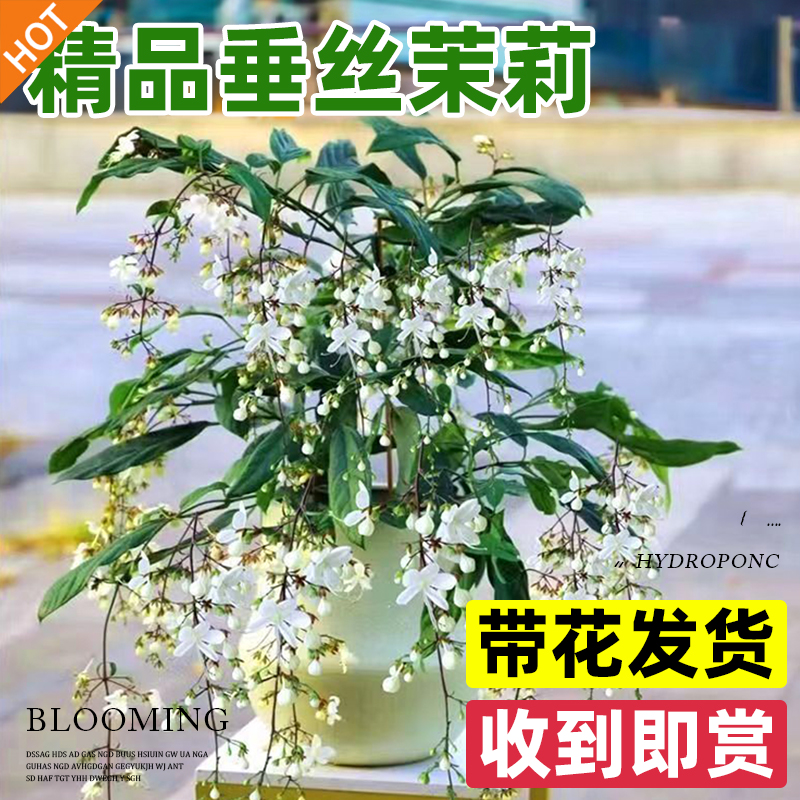 垂丝茉莉盆栽带花苞耐寒绿植阳台四季