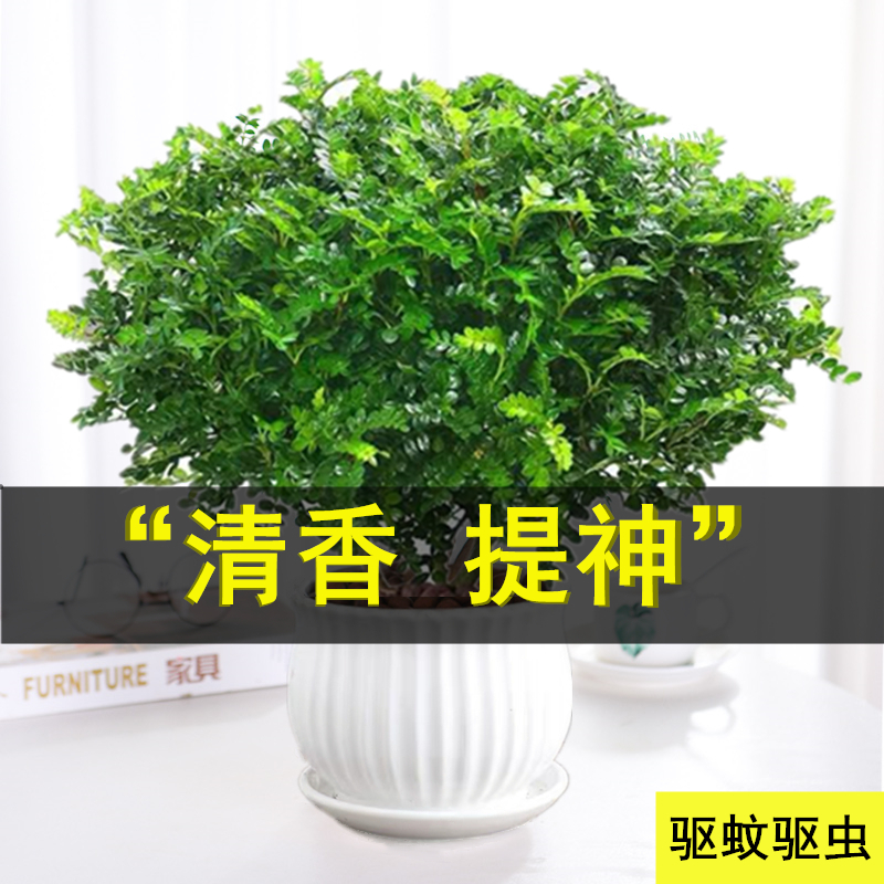 防驱蚊草植物正宗胡椒清香木盆栽室内