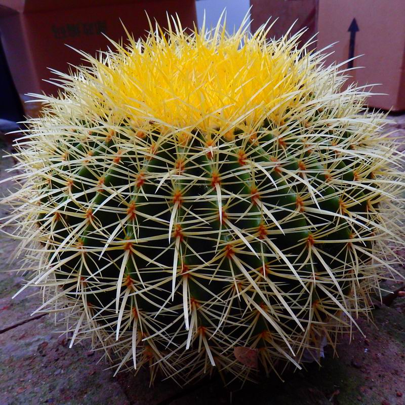 热销金琥仙人球包邮超大