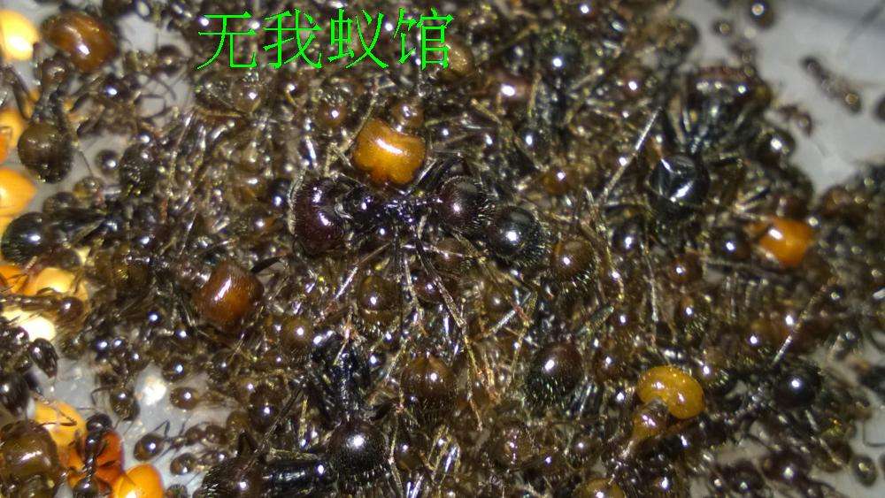 热销原生收获蚁