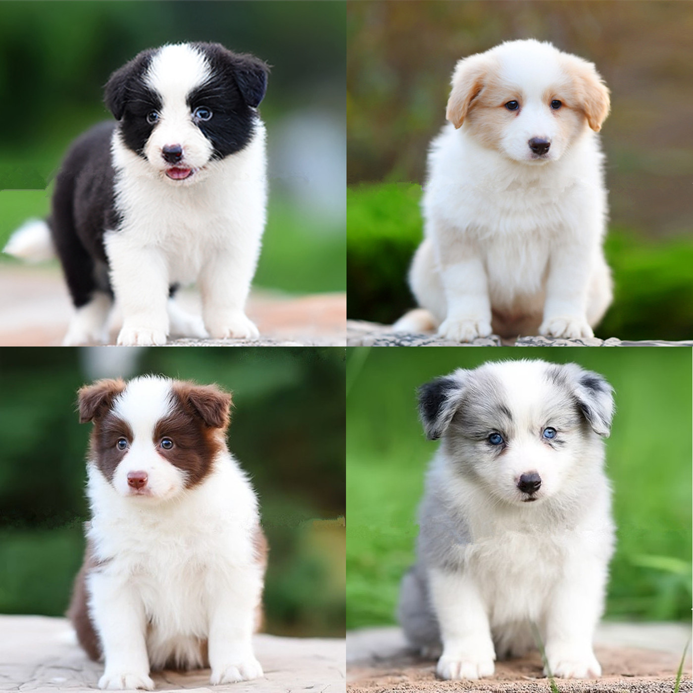 纯种边牧幼犬边境牧羊犬蓝红陨石金边蓝边牧狗狗中型犬宠物犬活体