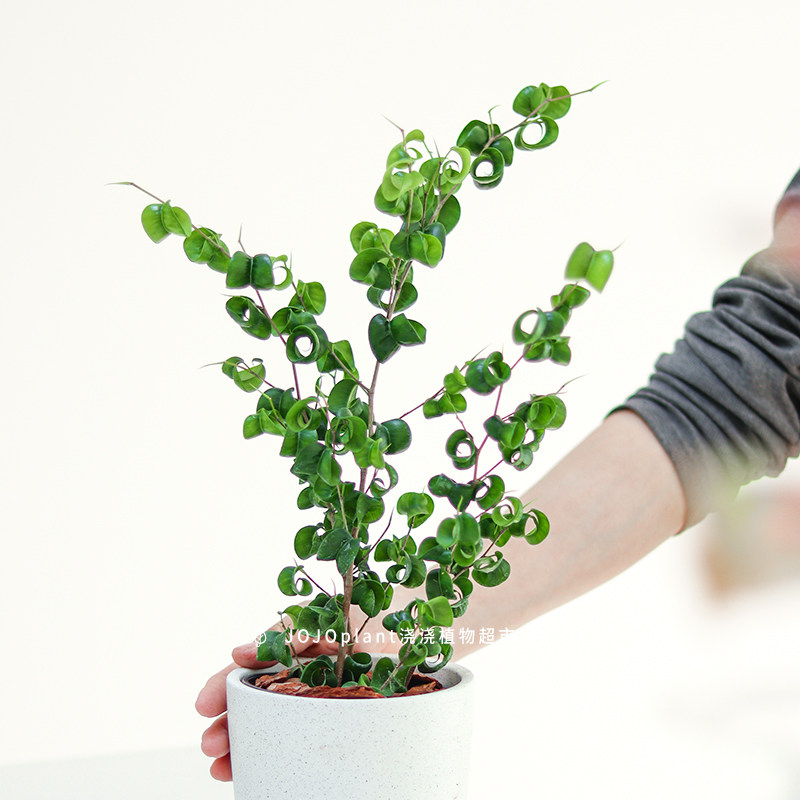 卷叶榕卷福榕树盆栽卷卷叶子好养北欧风绿植室内室外网红植物