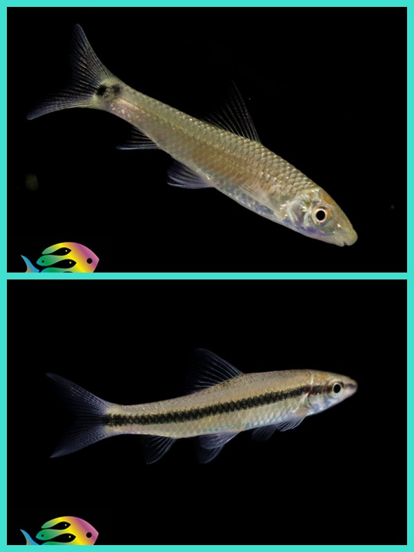 一线飞狐黑线飞狐