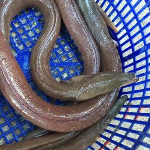 野生新鲜海鳗鱼狗鱼海鱼鲜鱼海鳝鱼鲜活海鲜生鲜水产500g免费处理