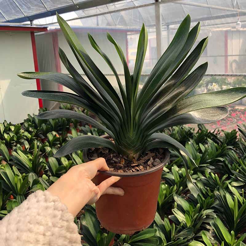 君子兰盆栽花苗带花发货15片叶左右圆头和尚头室内盆栽绿植花卉_极友