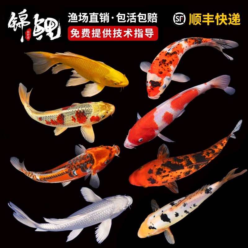 Koi Thoroughbred Fish Ornamental fish large Red and white Cold water freshwater Fry Dragon Phoenix Goldfish Luckyin the Pet/Pet food and supplies , Pet Life Services , Pet cleaning category - from Buy2taobao.com to provide professional Taobao agent buy service