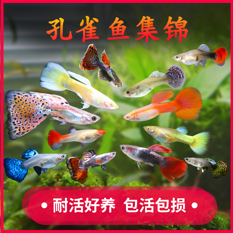 Fish Red and white Longevity Goldfish Ornamental fish Fry Coldwater Freshwater fishin the Pet/Pet food and supplies , Pet Life Services , Pet cleaning category - from Buy2taobao.com to provide professional Taobao agent buy service