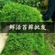 铺在吸水石上的绿植盆景盆栽水陆缸假山草造景材料白发藓短绒青苔