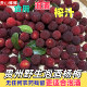 正宗贵州野生杨梅土杨梅可食用青红杨梅泡酒专用现摘高山杨梅鲜果