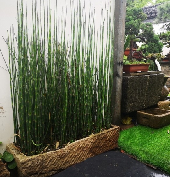 木贼盆栽笔头笔管四季常青秋冬耐寒多年生水景绿植