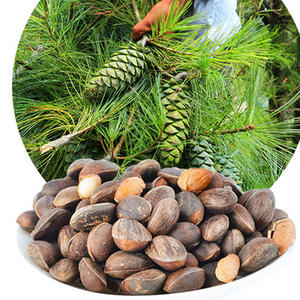 云南野生生松子价格