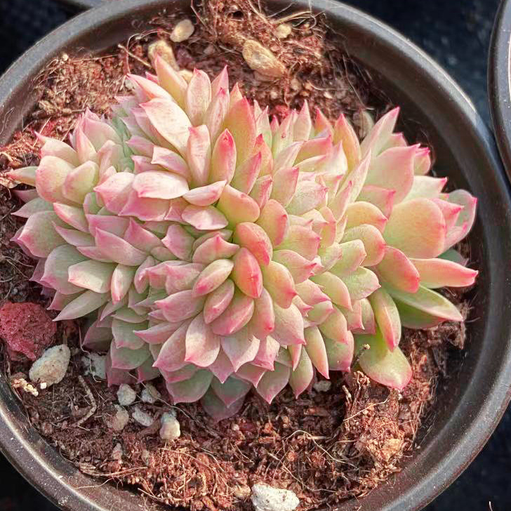 秋宴缀化火焰戴安娜稀有品种多植物盆栽绿植办公室多肉植物