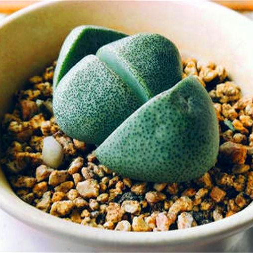 元宝吉祥绿帝玉萌肉肉多肉植物盆栽组合新手多肉植物