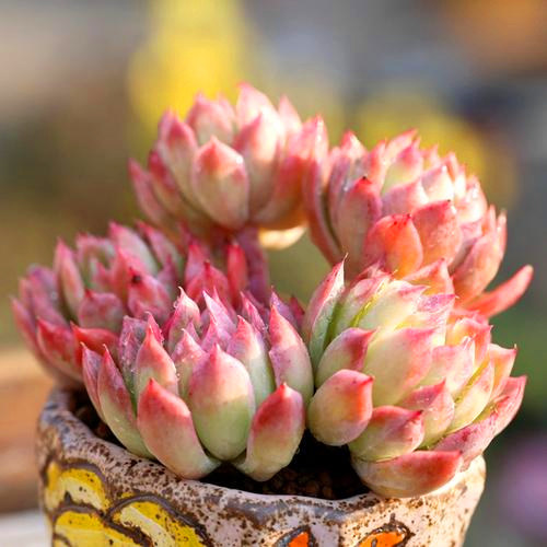 戴安娜火焰杯多植物盆栽萌肉新手好养稀有品种多肉植物