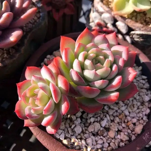 水莲莎莎女王新手好养稀有品种多植物盆栽组合多肉植物