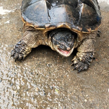 鳄鱼龟乌龟活体北美小鳄龟大鳄龟水龟食用龟肉龟包邮吃的龟