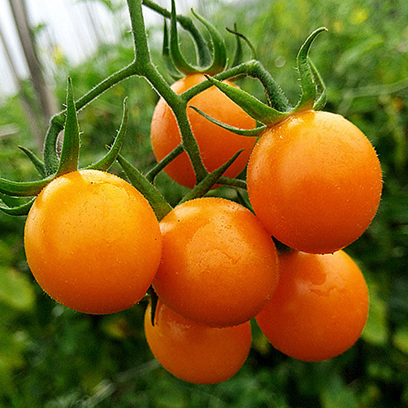 【自燃熟】小西红柿黄色圣女果 新鲜水果生吃现摘农家非千禧5斤甜