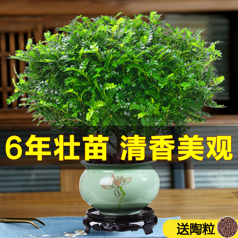 驱蚊草盆栽正宗清香胡椒木苗植物室内