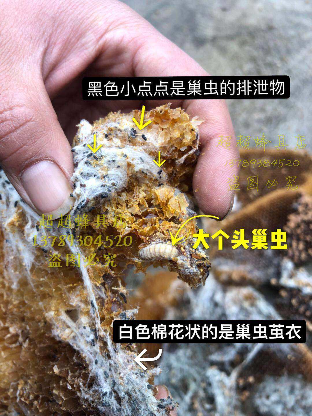 木片康宽白头巢虫药巢虫一喷灵蛹棉虫药巢虫清巢虫净棉虫净巢虫灵