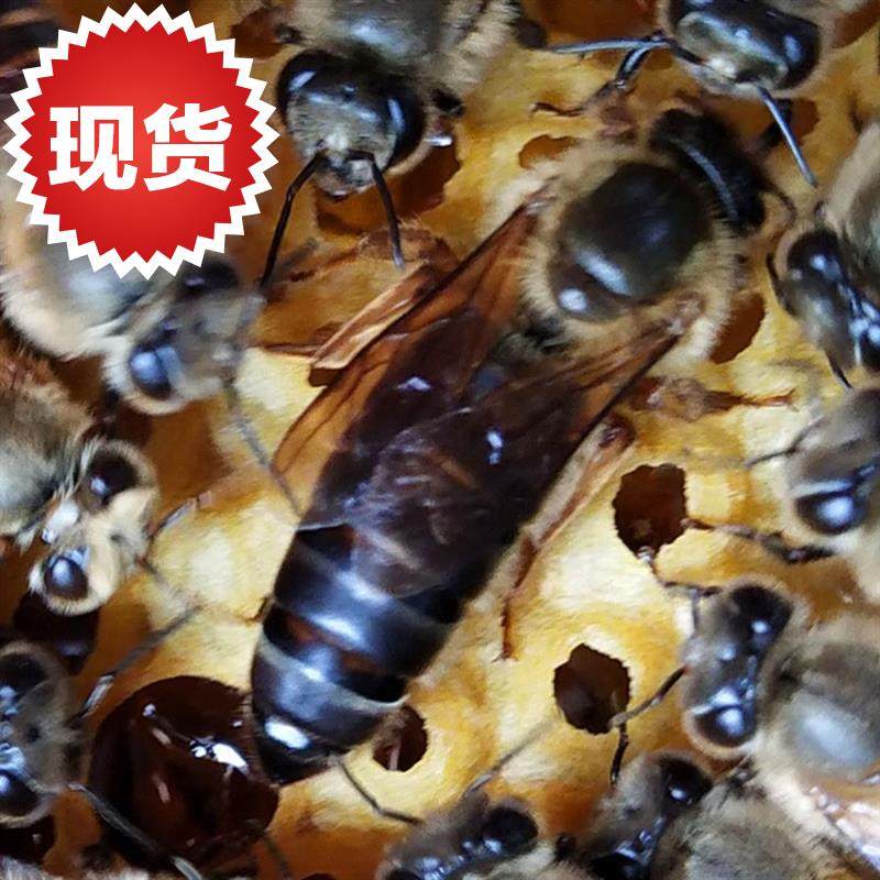 中蜂蜂王红背蜂王四色蜂王双色王o仓蜂王阿坝王新开产蜂王高产蜂
